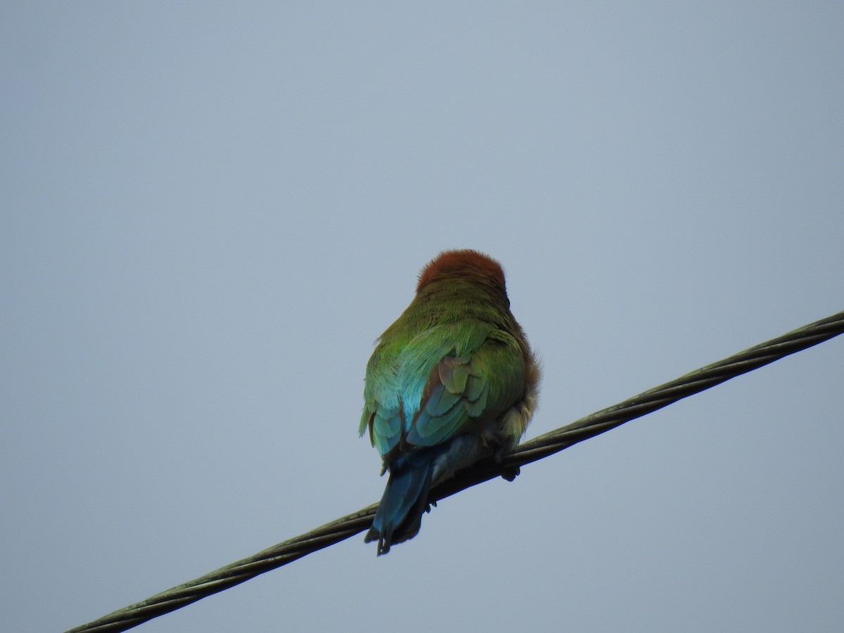 Rainbow Bee-eater - ML620656546