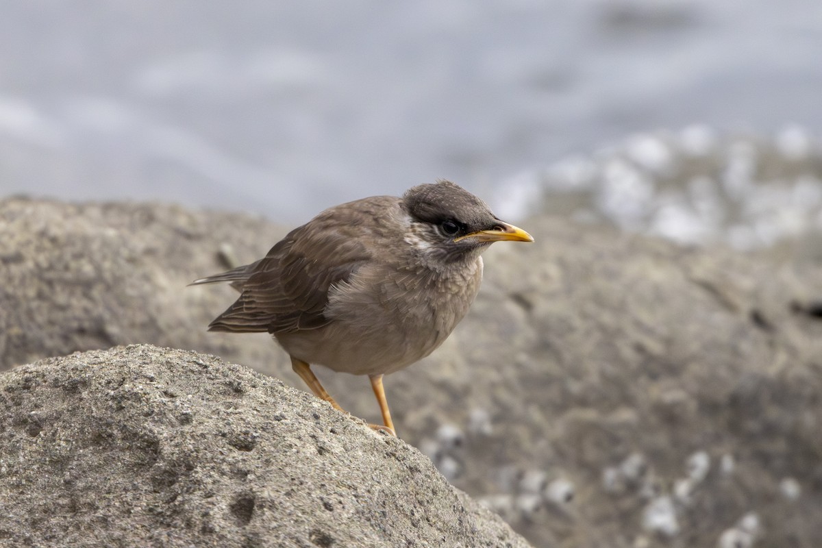 White-cheeked Starling - ML620656548