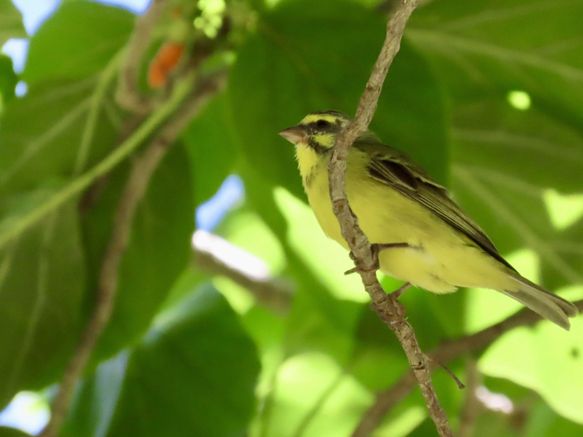 Serin du Mozambique - ML620656562