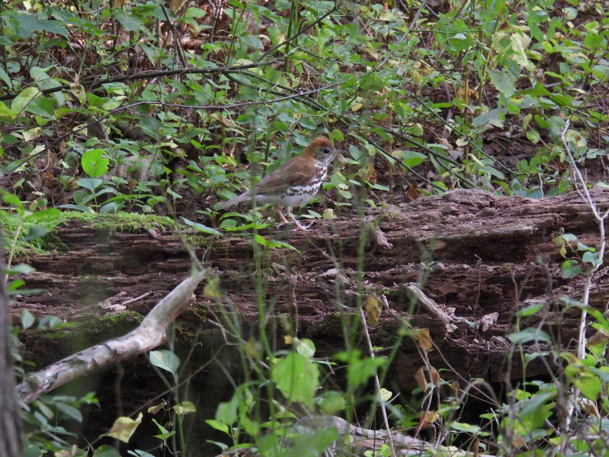 Wood Thrush - ML620656569