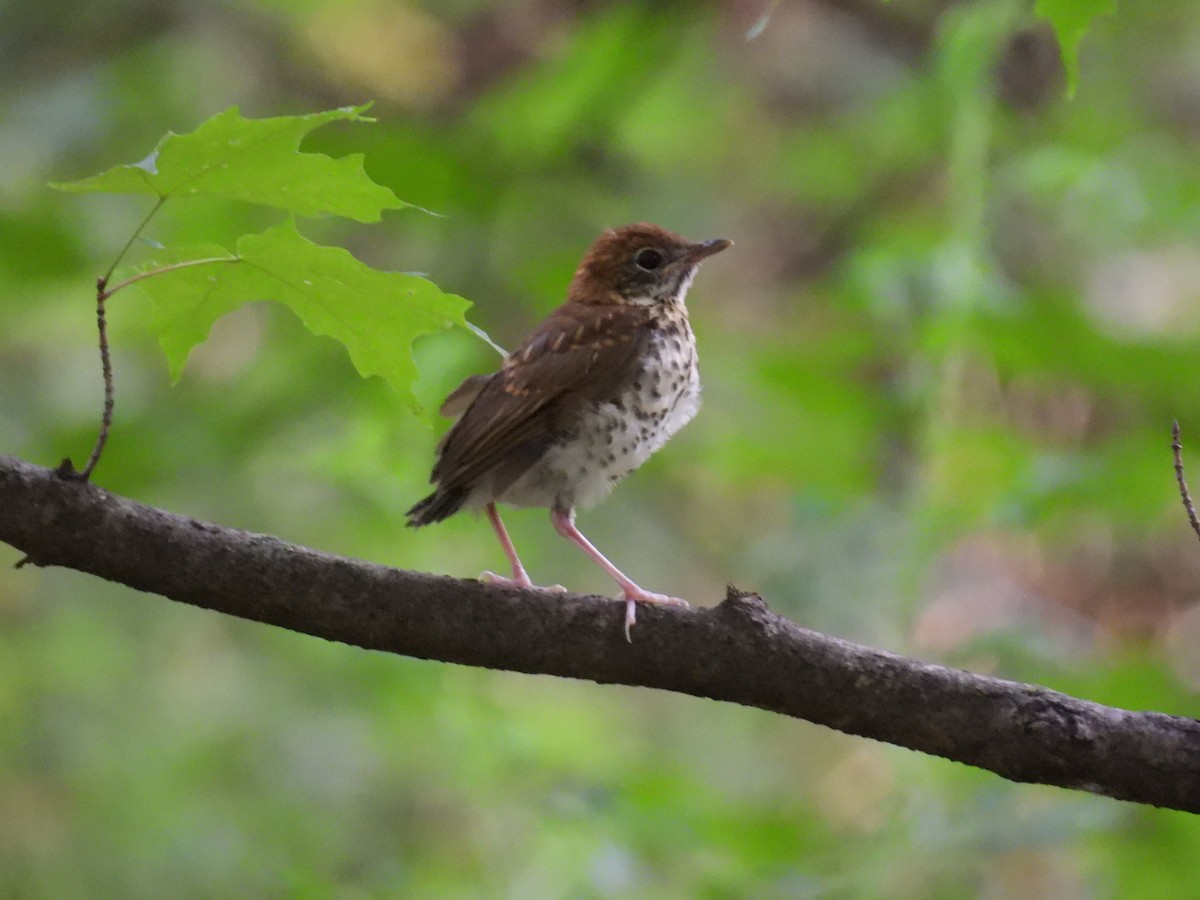 Wood Thrush - ML620656571