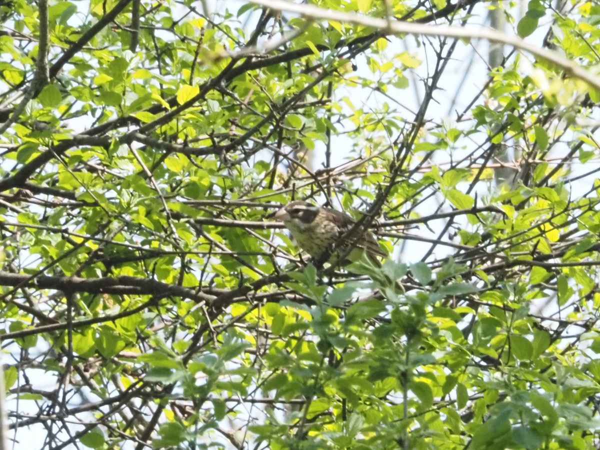 Rose-breasted Grosbeak - ML620656574