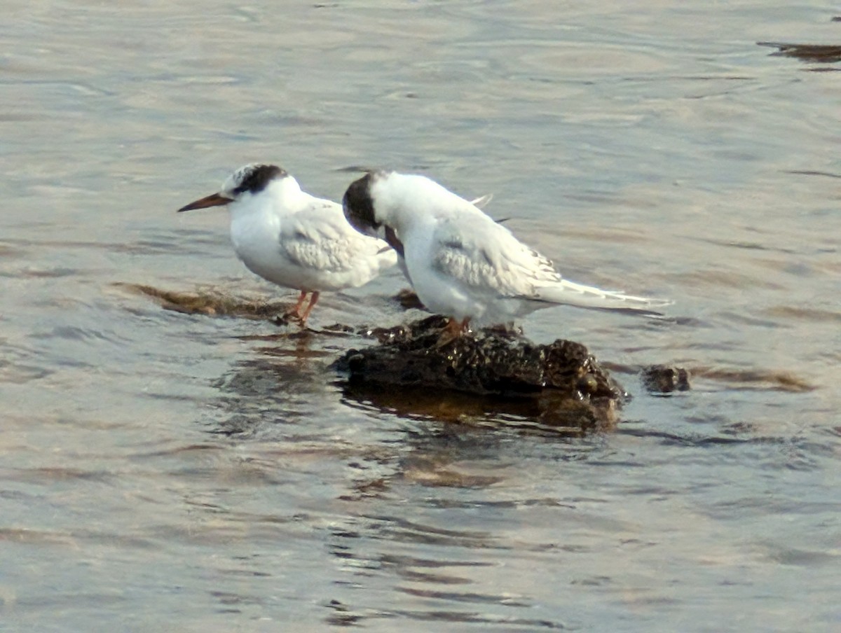 Australian Fairy Tern - ML620656576