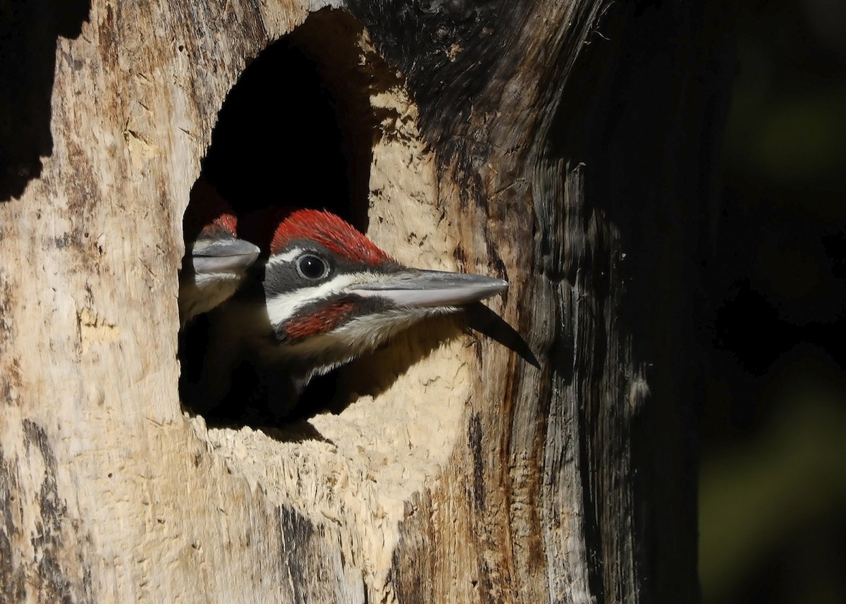 Pileated Woodpecker - ML620656578