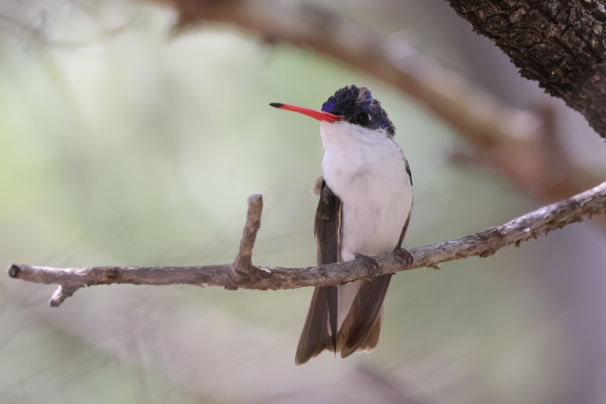 Violet-crowned Hummingbird - ML620656580