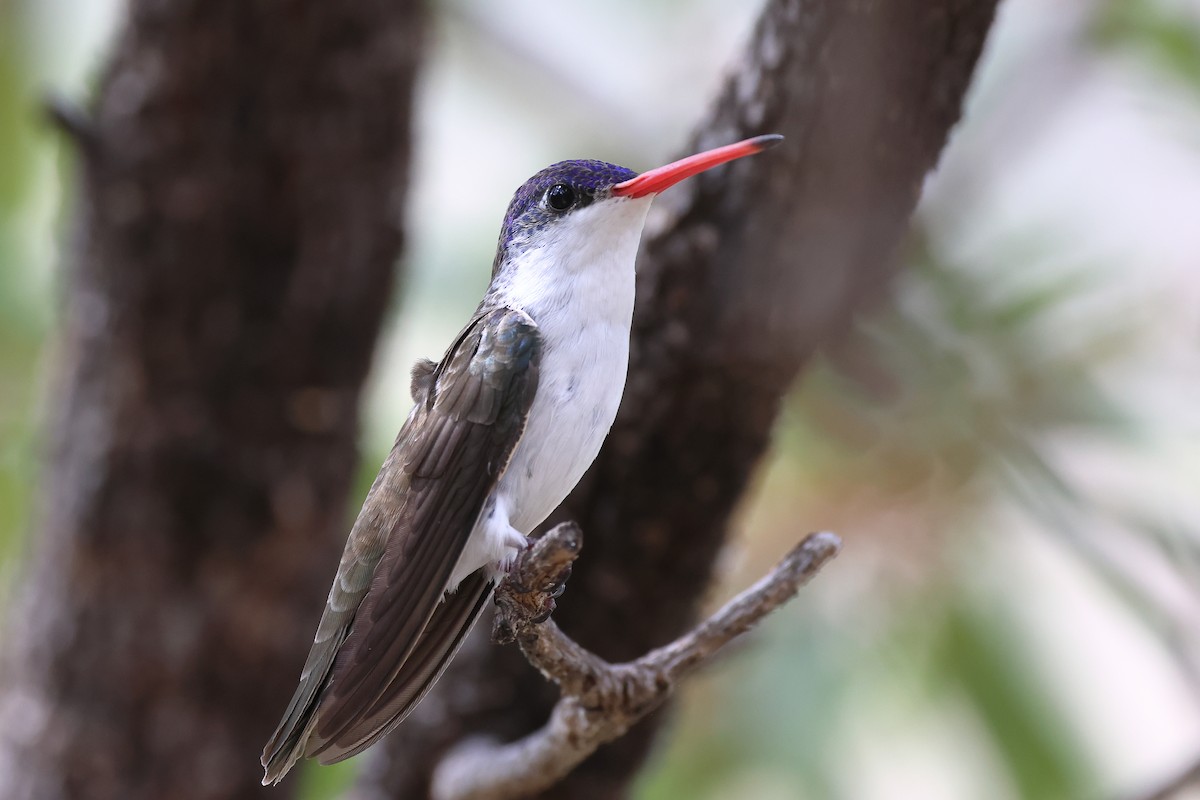 Violet-crowned Hummingbird - ML620656582