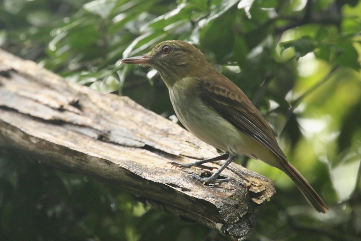 Western Olivaceous Flatbill - ML620656583