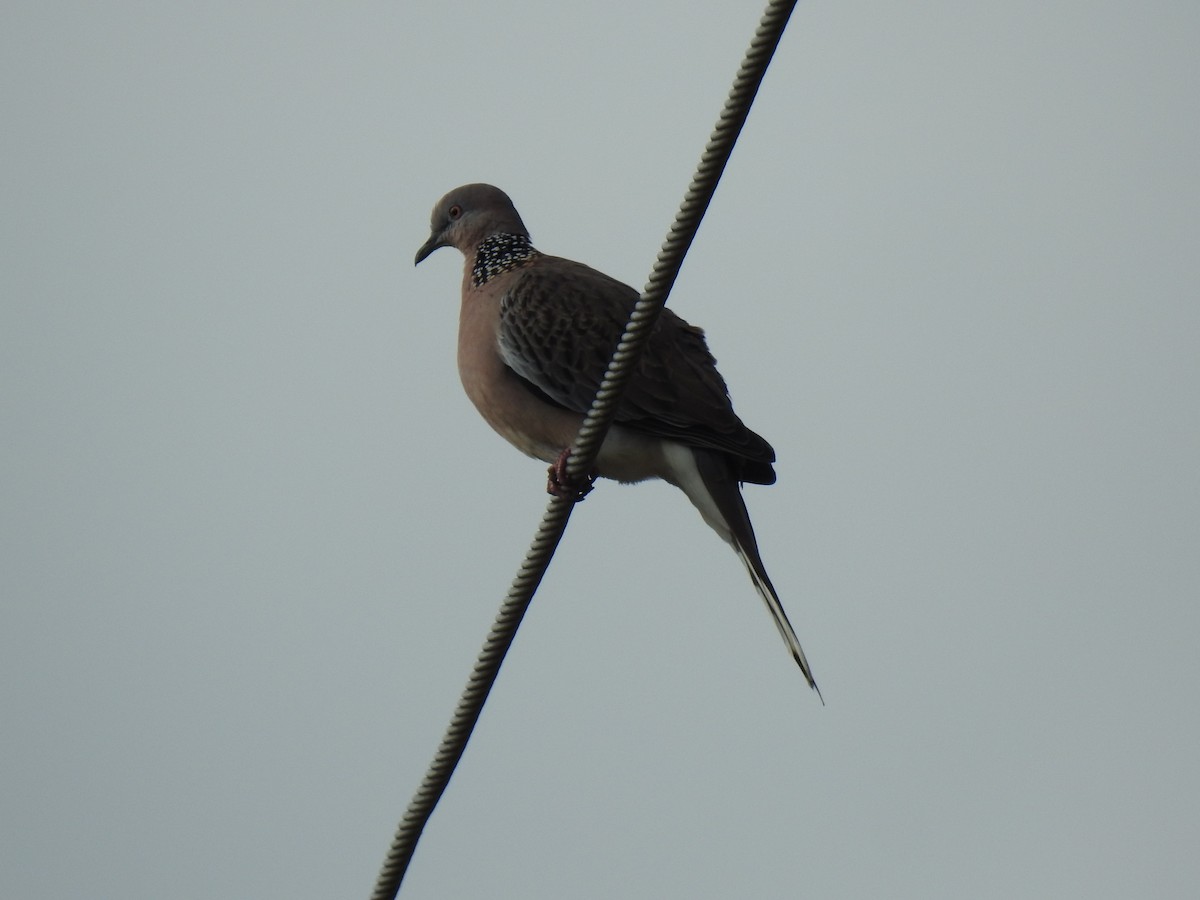 Spotted Dove - ML620656584