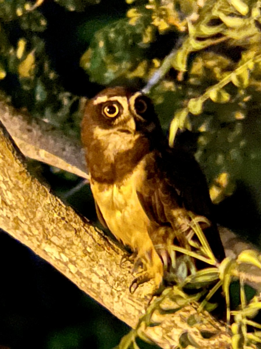 Spectacled Owl - ML620656592