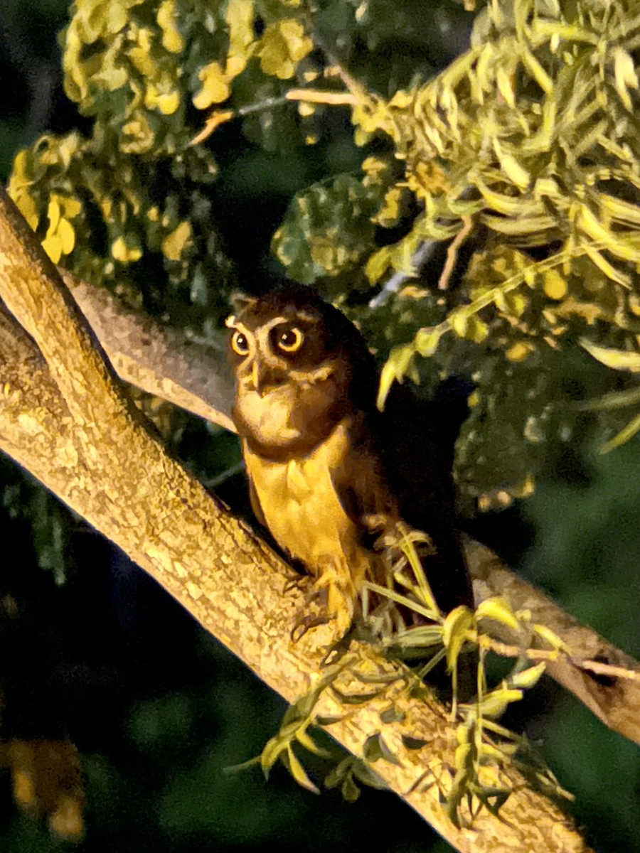 Spectacled Owl - ML620656593