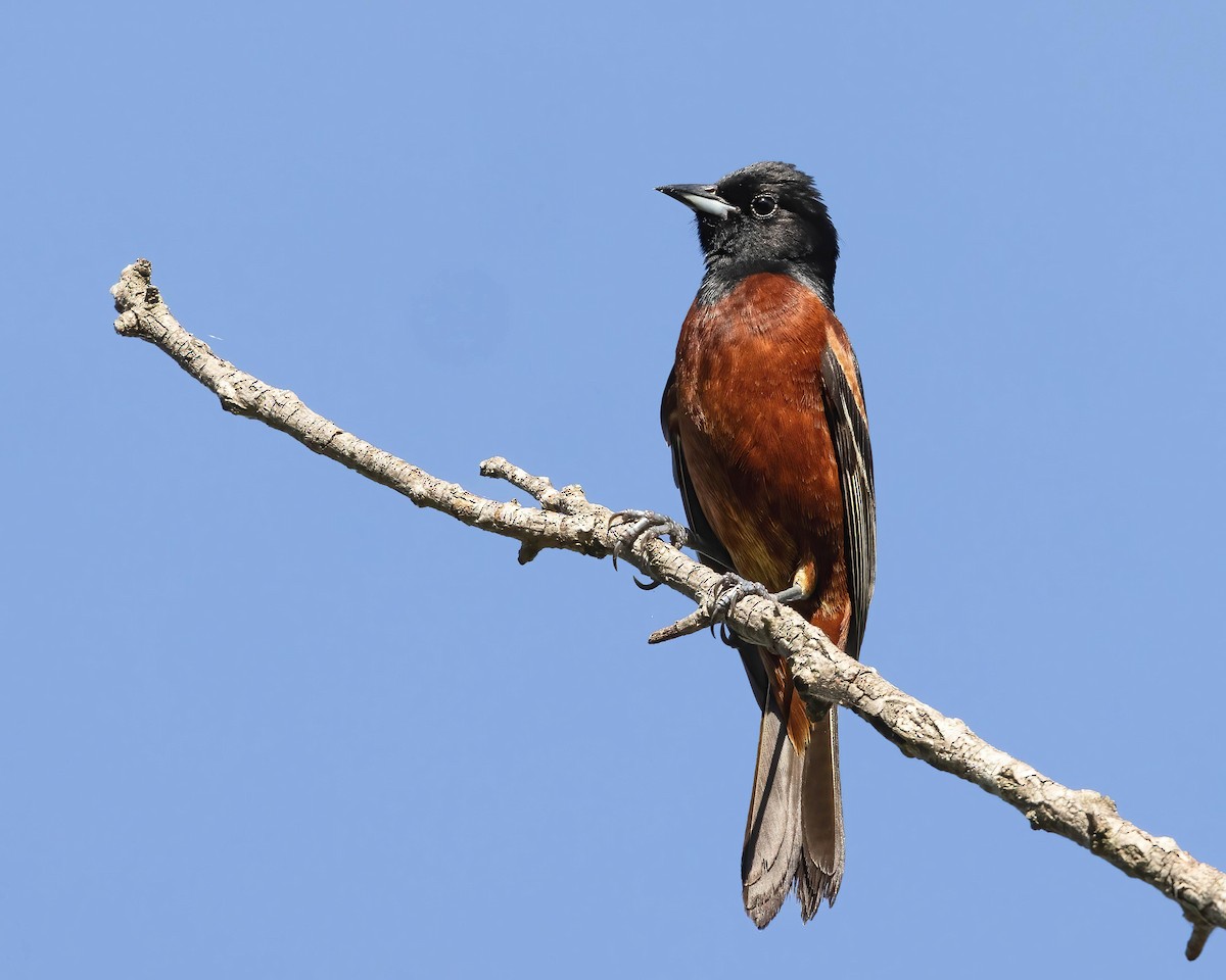 Orchard Oriole - ML620656595