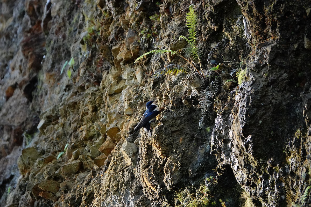 Golondrina Barranquera - ML620656596