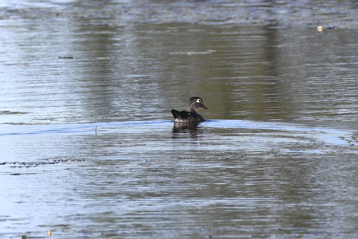 Wood Duck - ML620656602