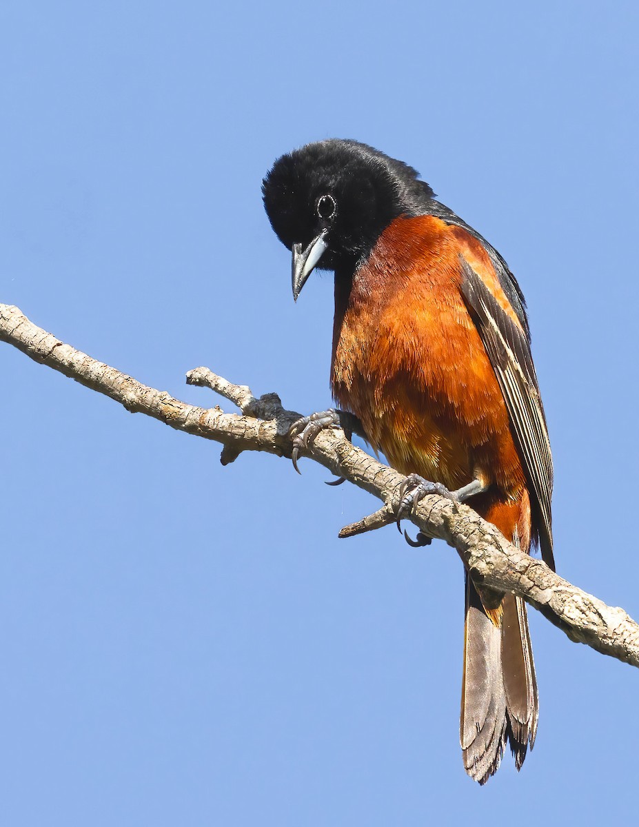 Orchard Oriole - ML620656603