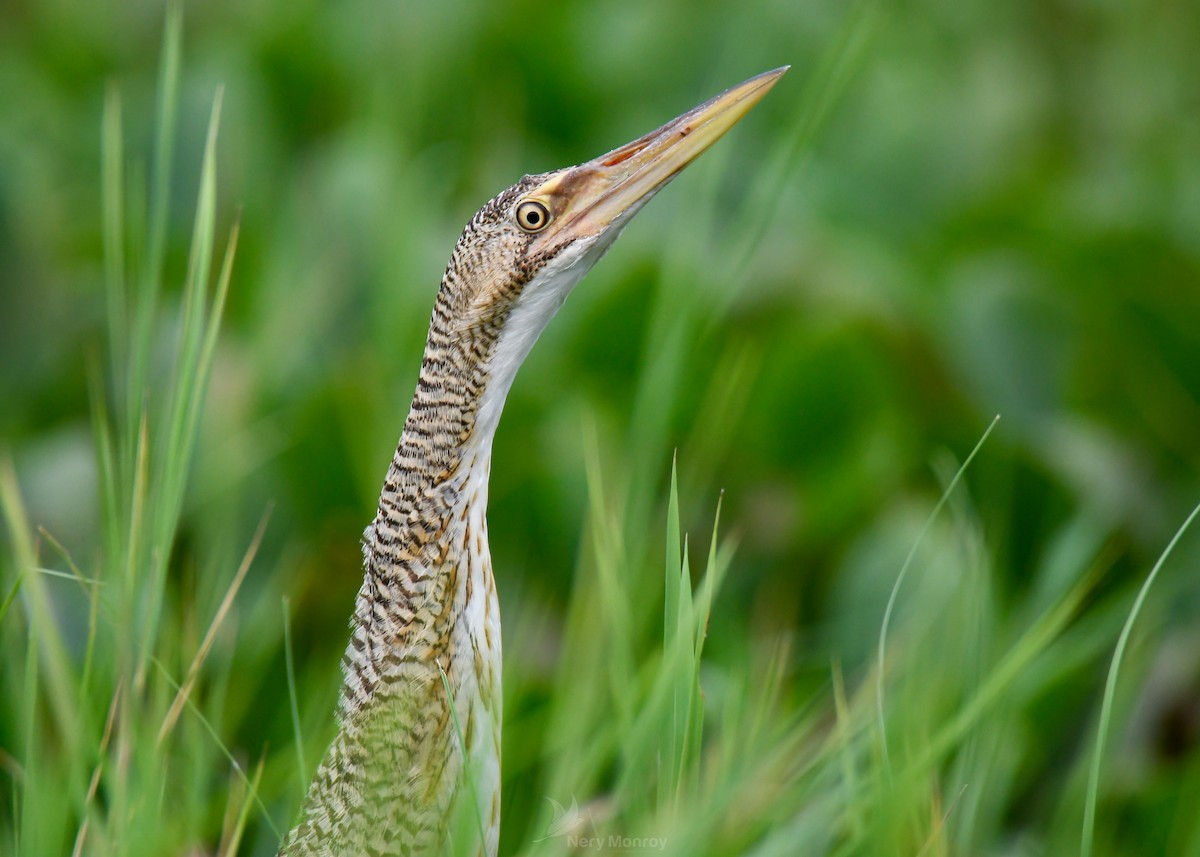 Pinnated Bittern - ML620656607