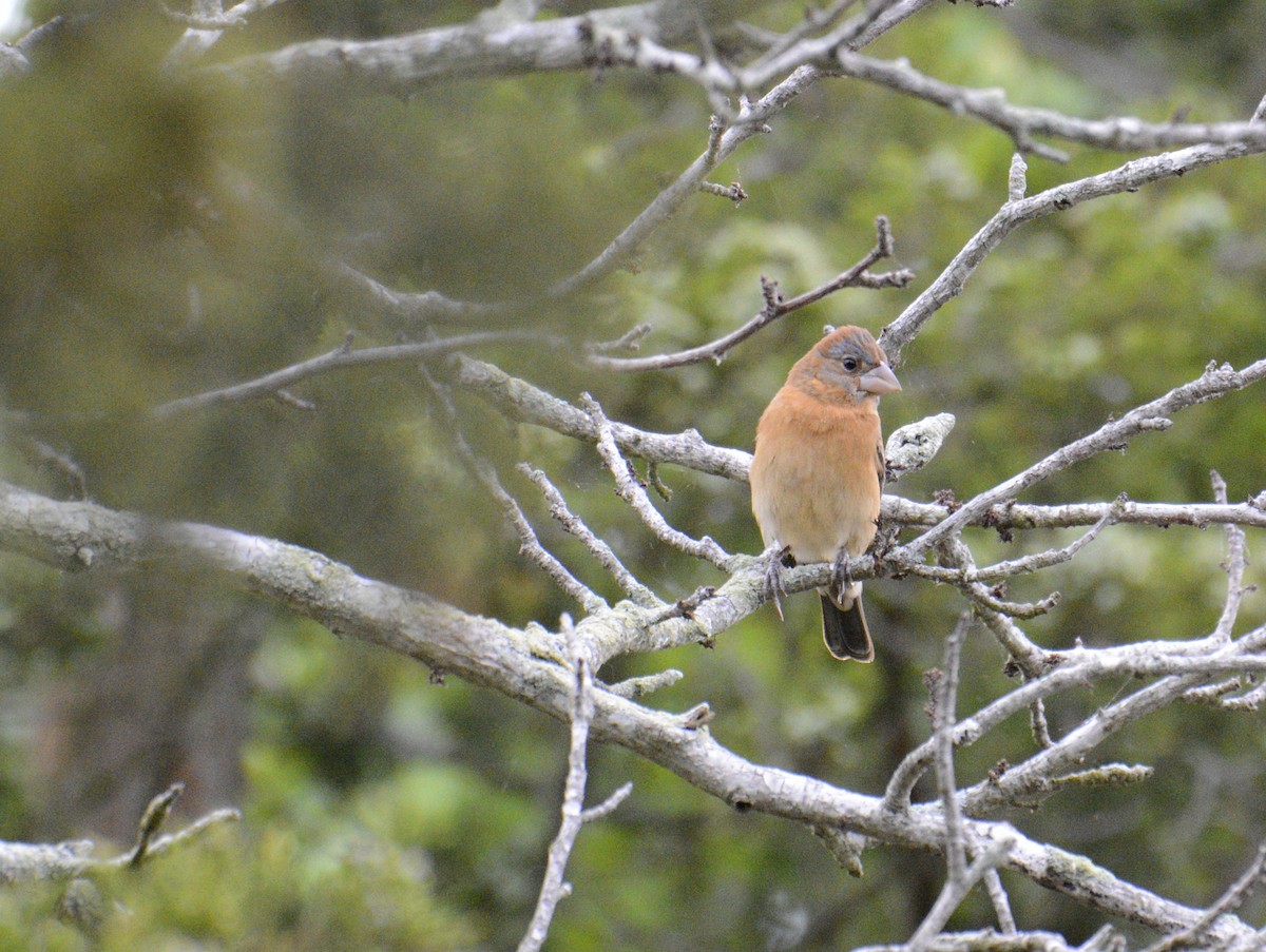 Blue Grosbeak - ML620656612