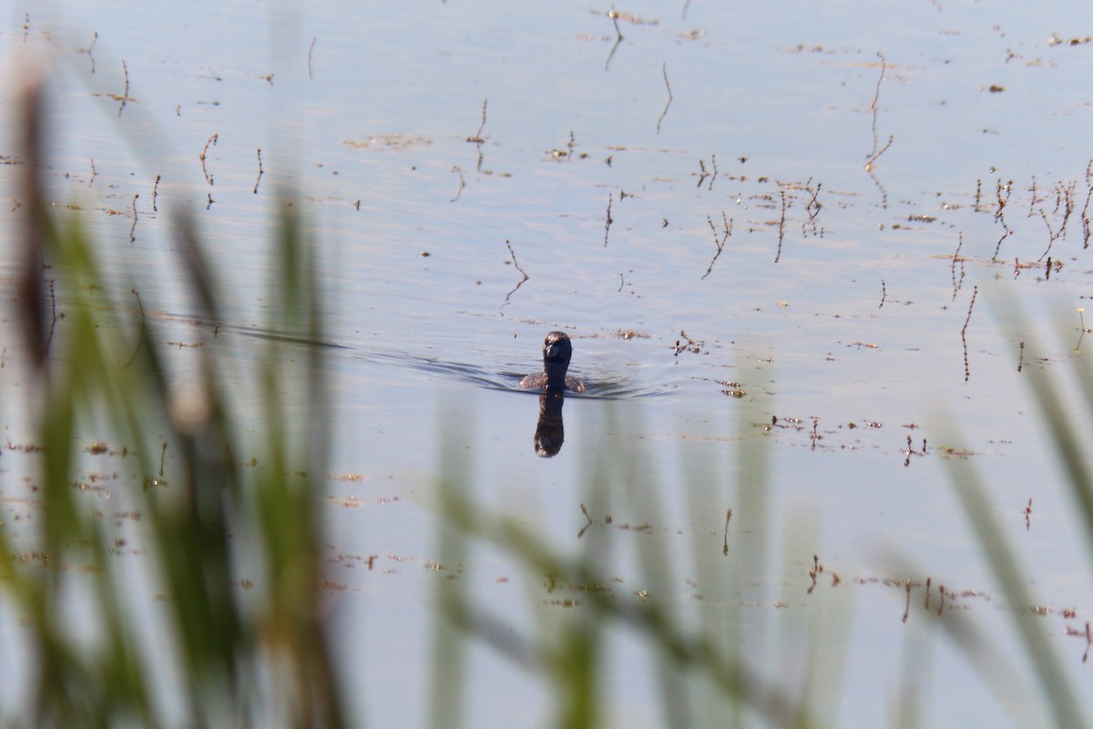 Pied-billed Grebe - ML620656613