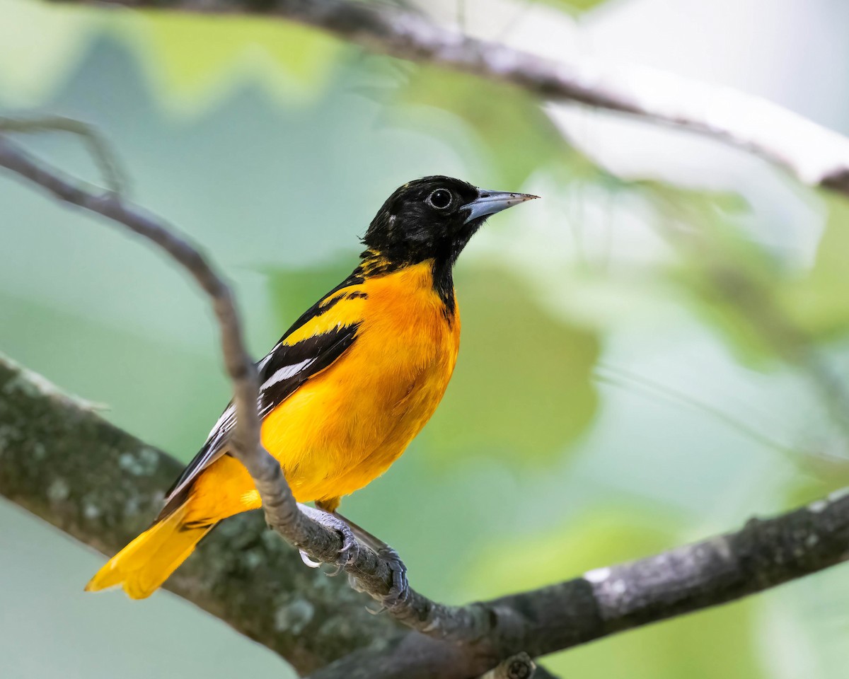 Baltimore Oriole - ML620656616