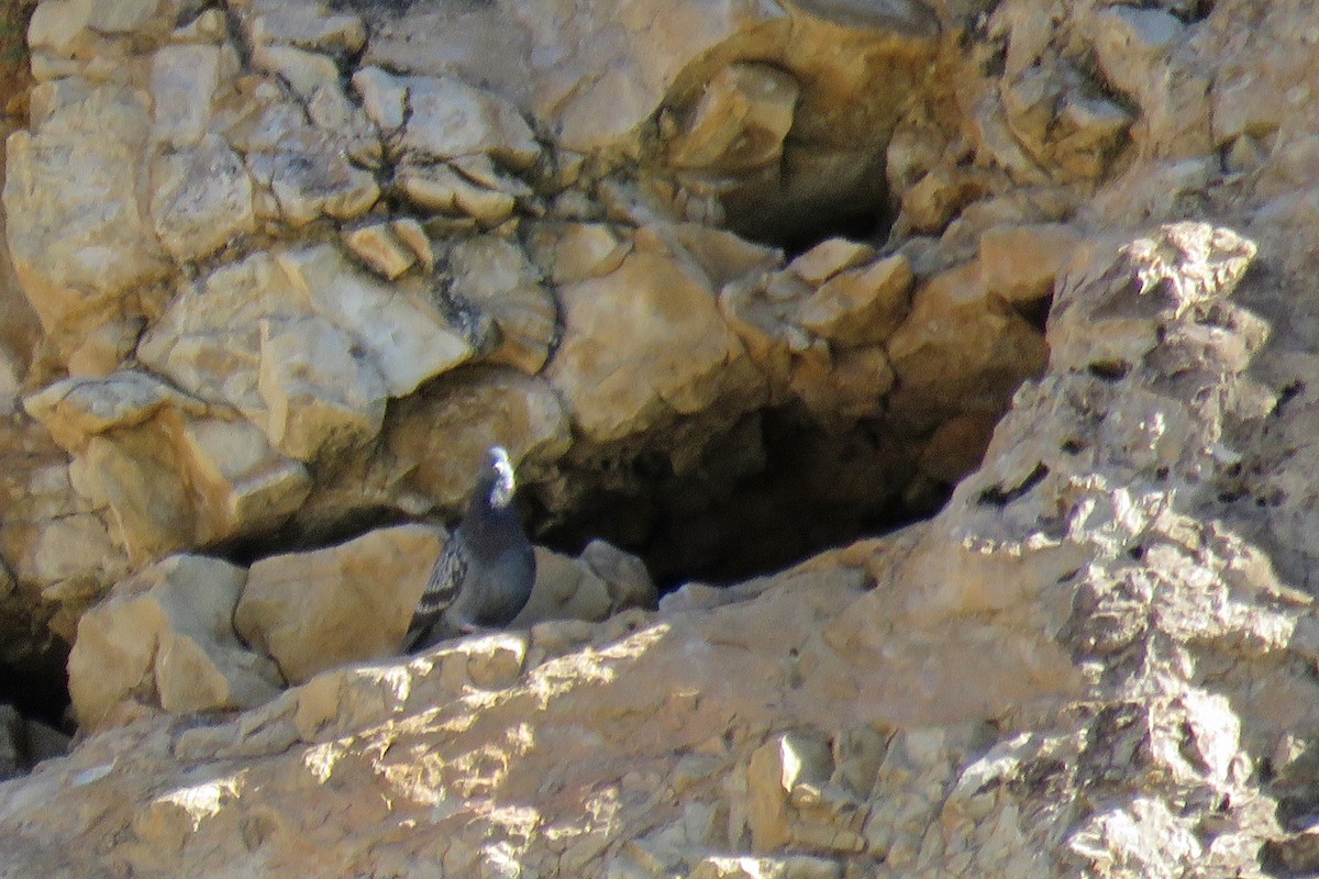 Rock Pigeon (Feral Pigeon) - ML620656617