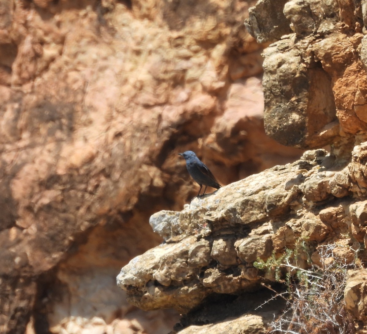 Blue Rock-Thrush - ML620656618