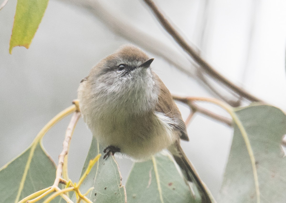 Brown Gerygone - ML620656624