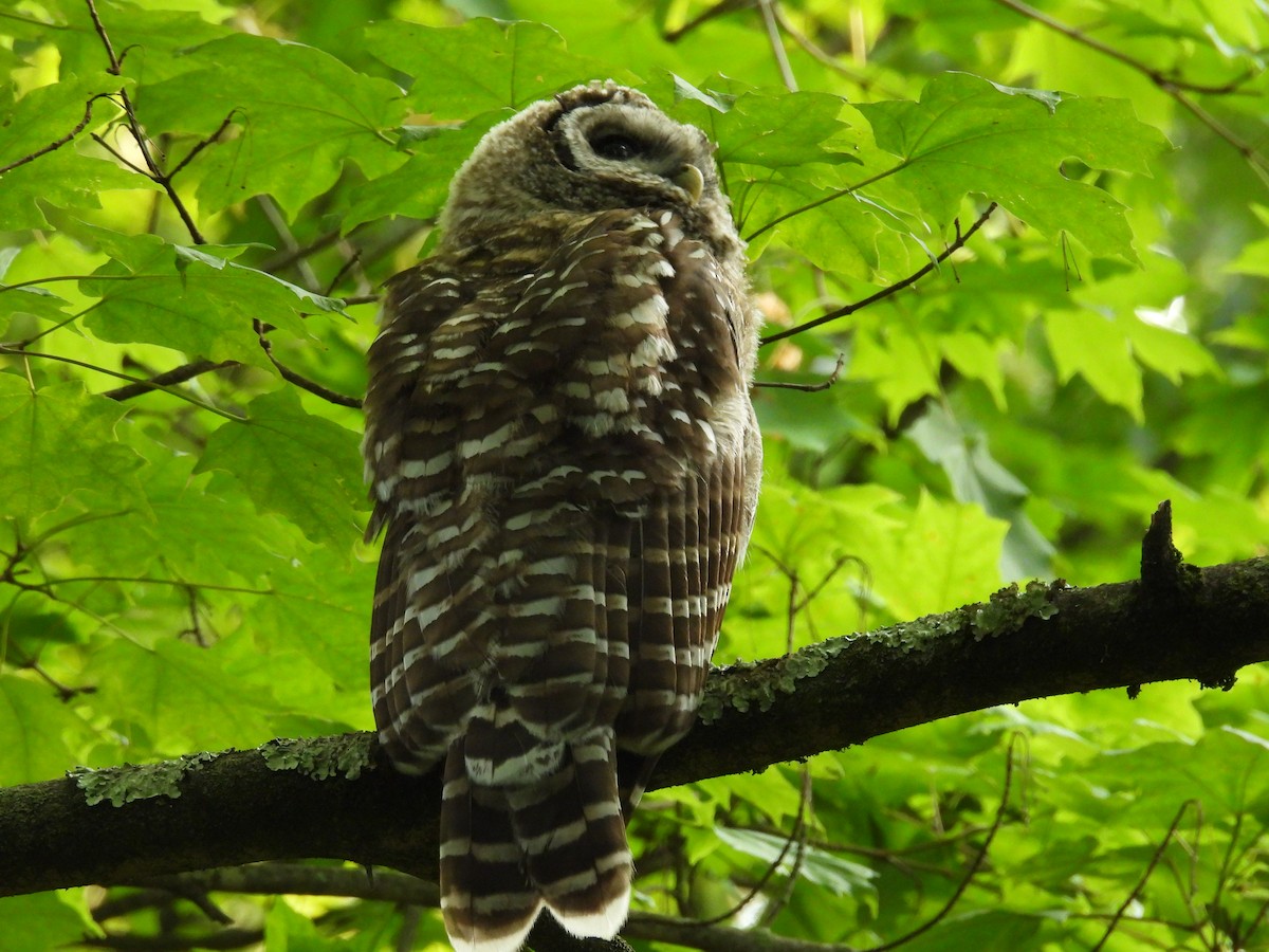 Barred Owl - ML620656627