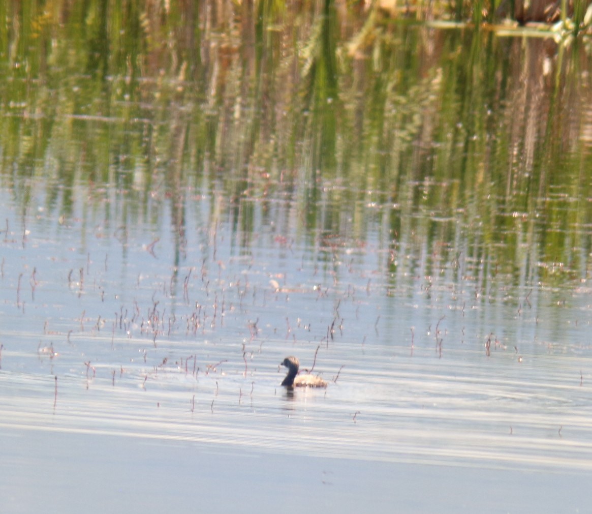 Pied-billed Grebe - ML620656628