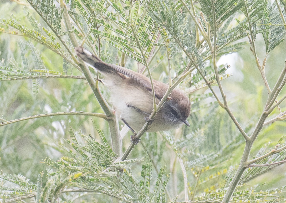 Brown Gerygone - ML620656638