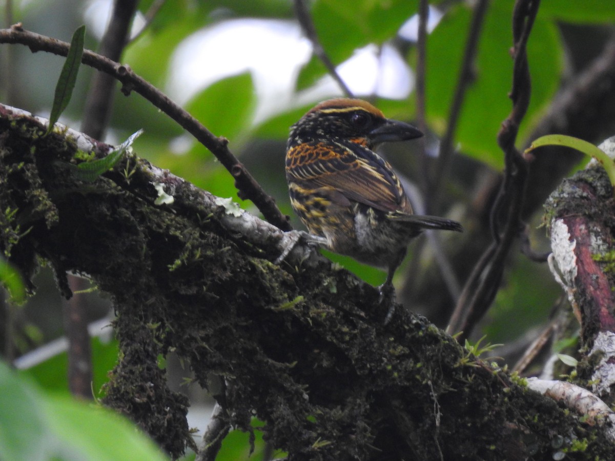 Gilded Barbet - ML620656642