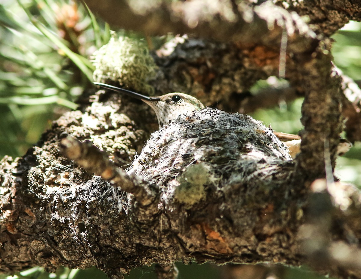 Broad-tailed Hummingbird - Brad Bergstrom