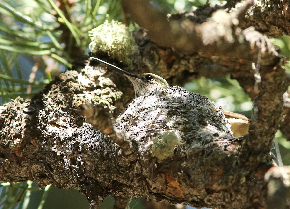 Broad-tailed Hummingbird - ML620656652