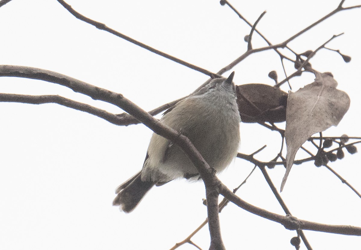 Brown Gerygone - ML620656653