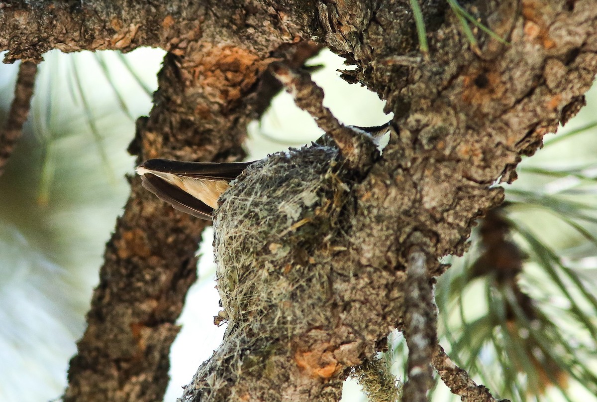 Broad-tailed Hummingbird - ML620656654