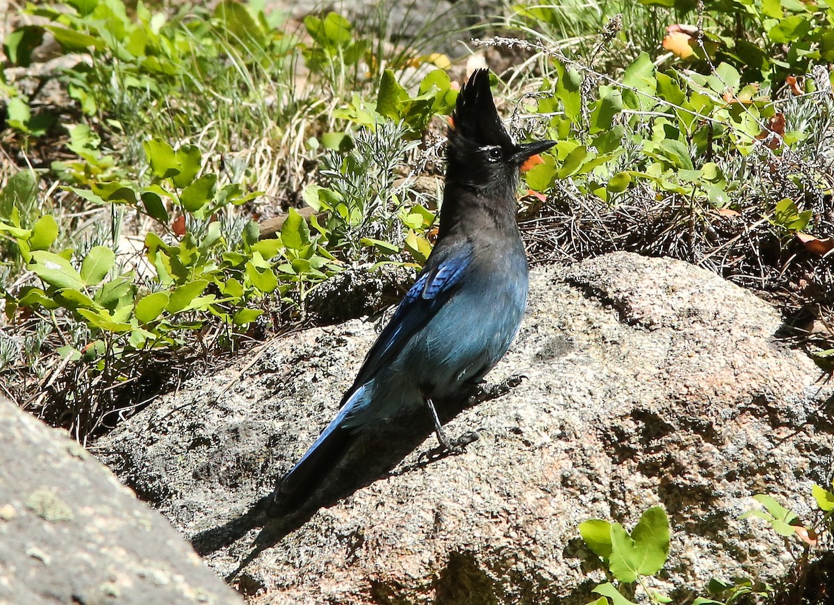 Steller's Jay - ML620656655