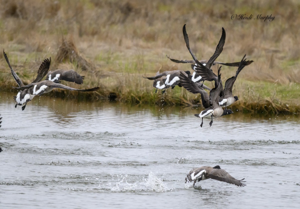 Branta musubeltza - ML620656657