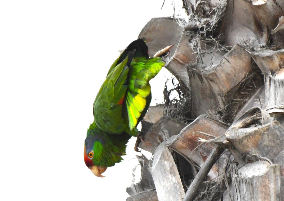 Red-crowned Parrot - ML620656658