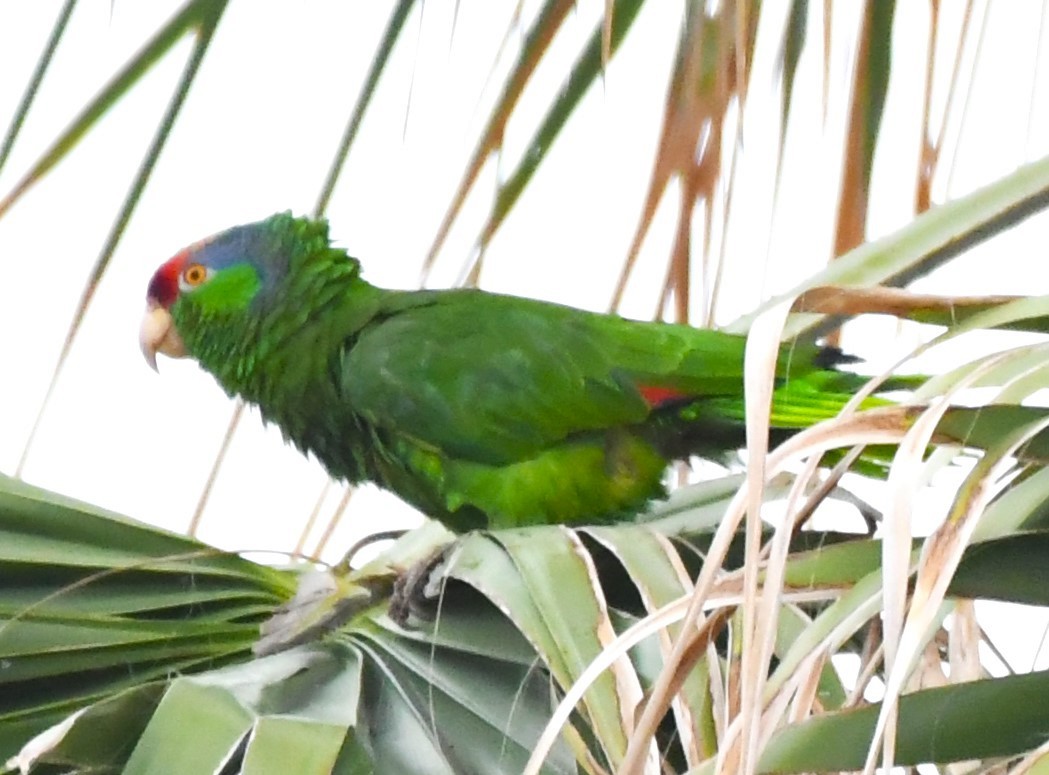 Red-crowned Parrot - ML620656659