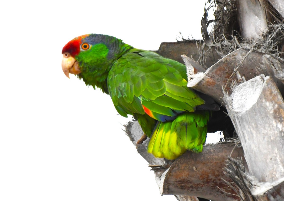 Red-crowned Parrot - ML620656661
