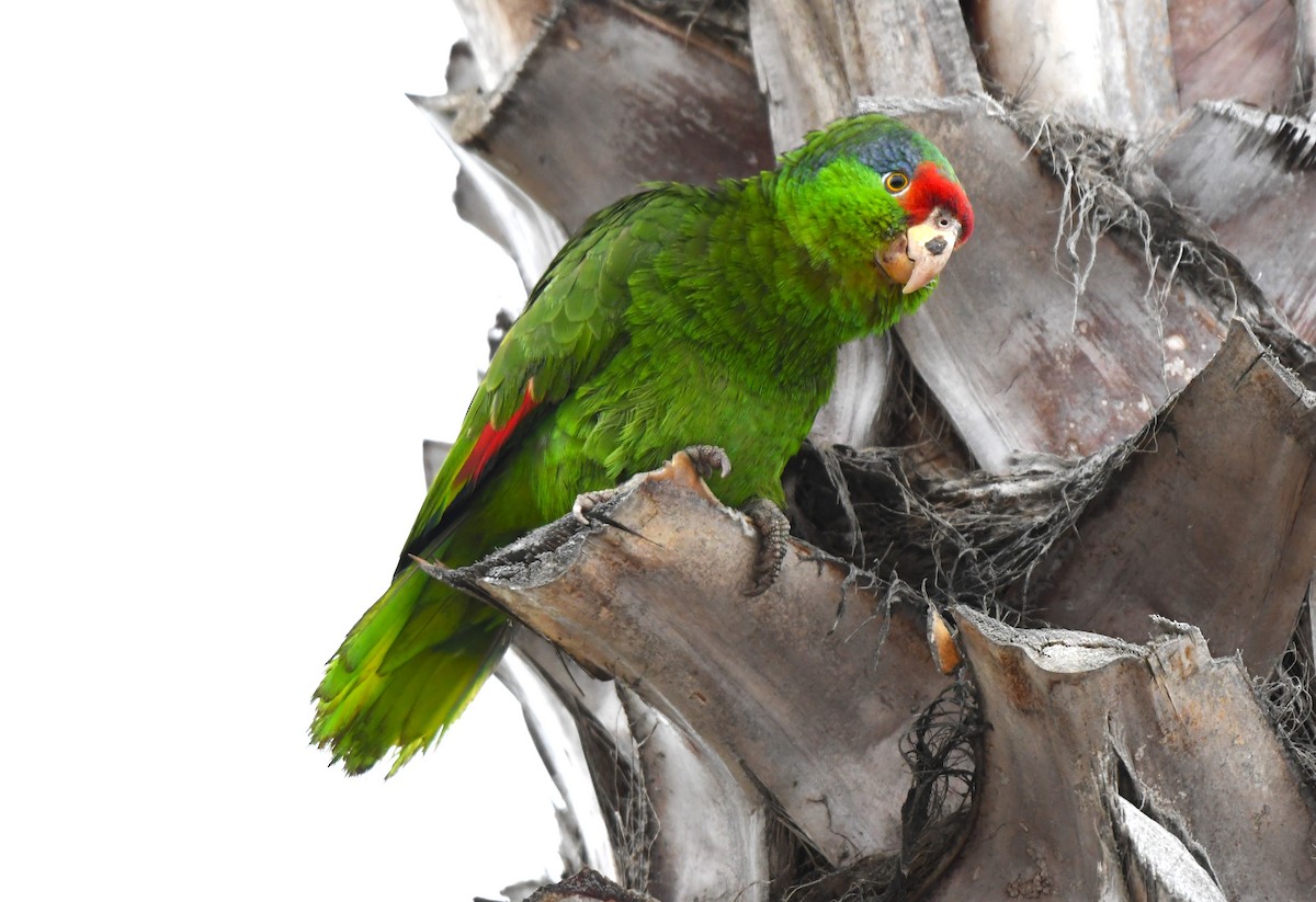 Red-crowned Parrot - ML620656663