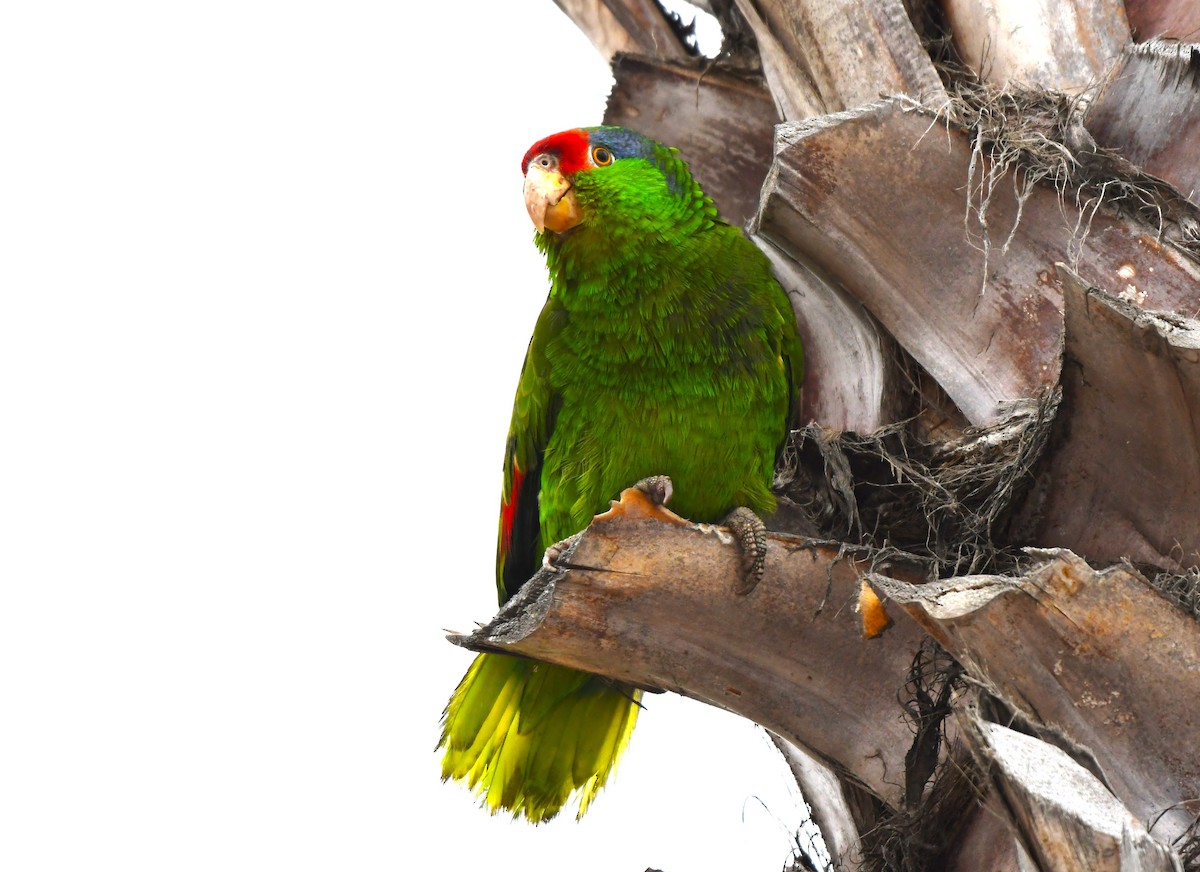 Red-crowned Parrot - ML620656664