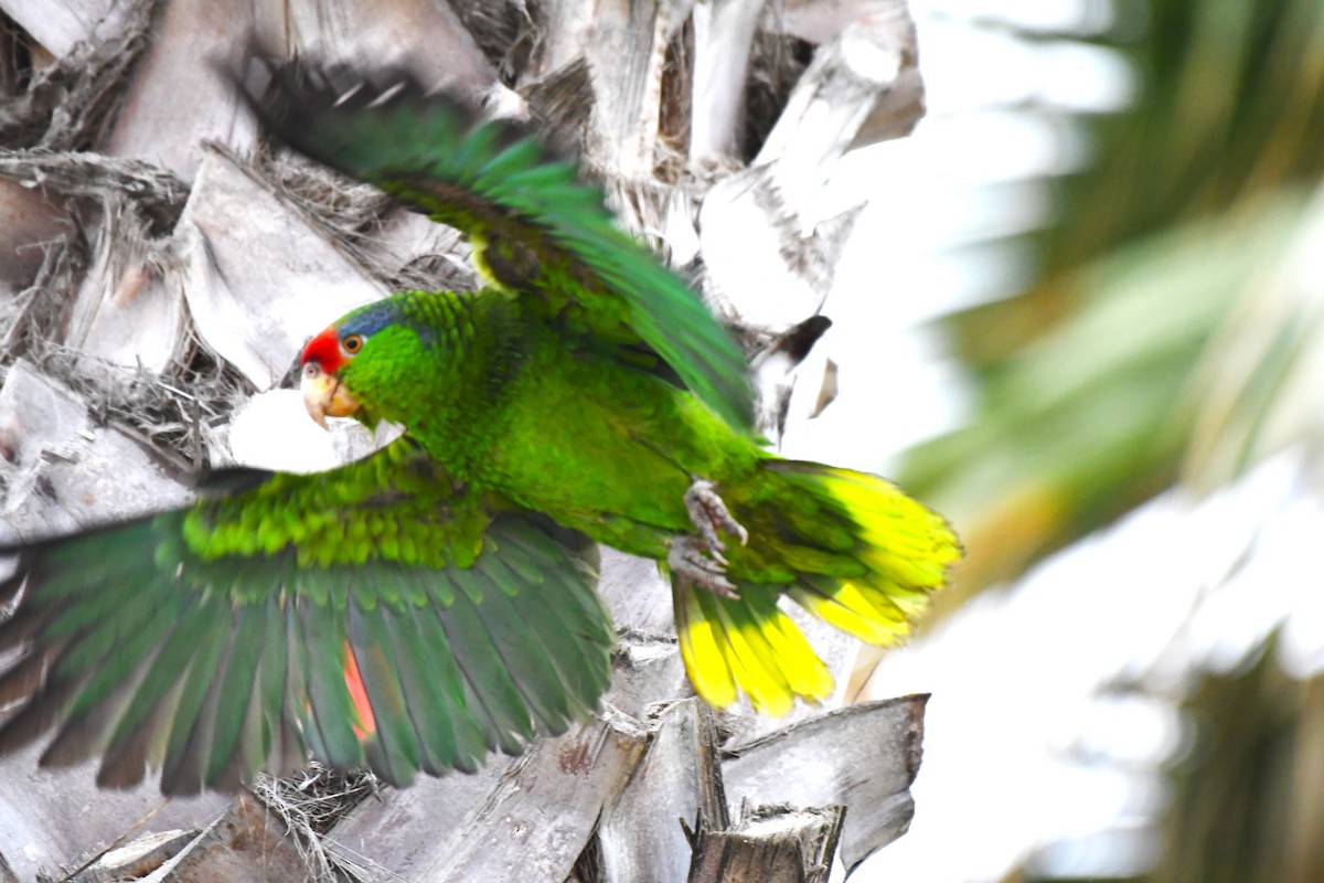 Red-crowned Parrot - ML620656667