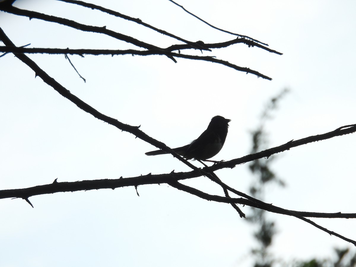 Eastern Towhee - ML620656668