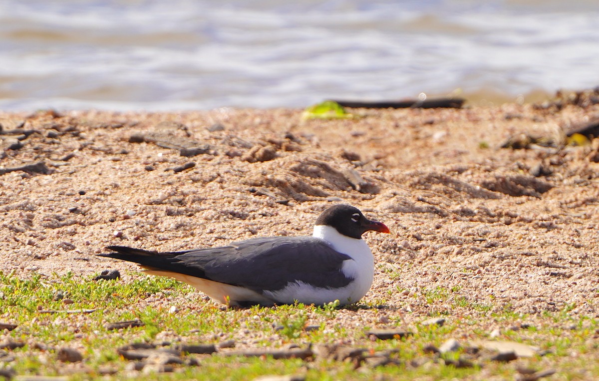 Laughing Gull - ML620656671