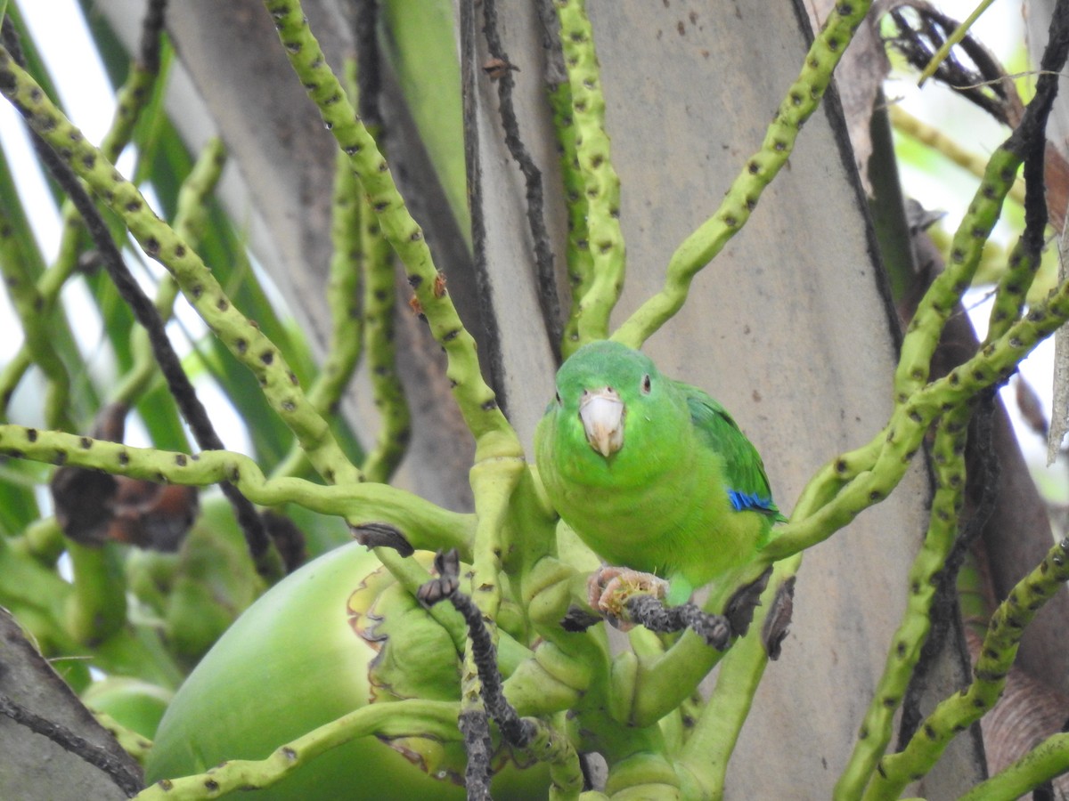 Riparian Parrotlet - ML620656677