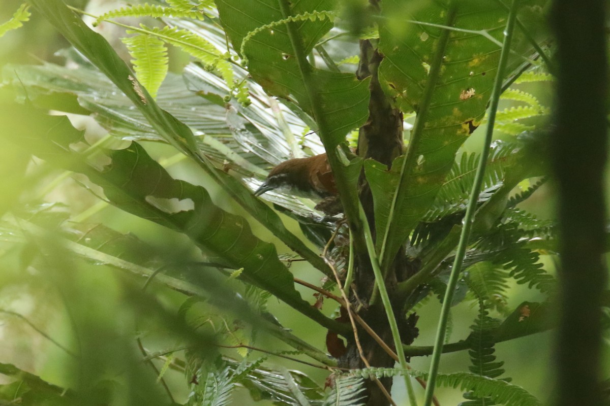 Black-bellied Wren - ML620656686