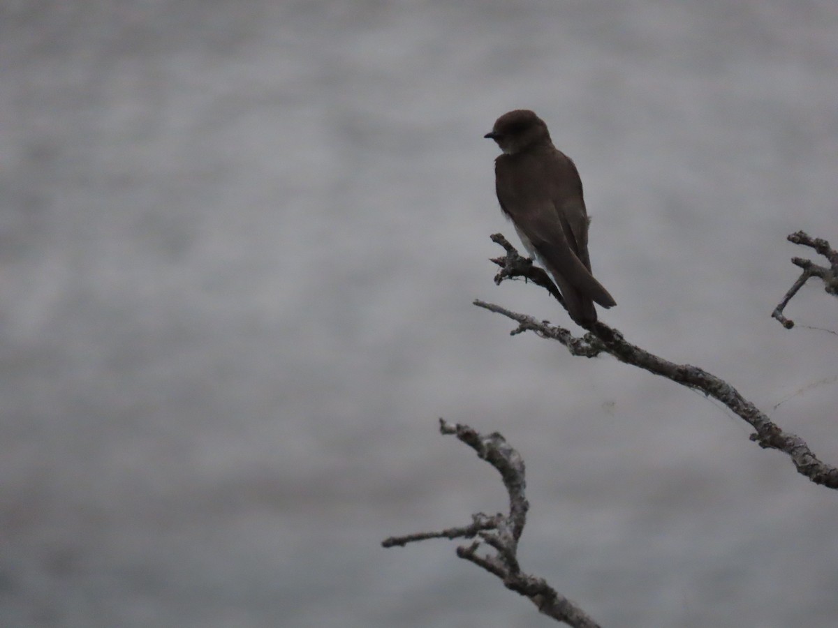 Northern Rough-winged Swallow - ML620656688