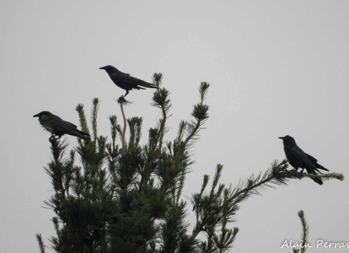 Fish Crow - ML620656692