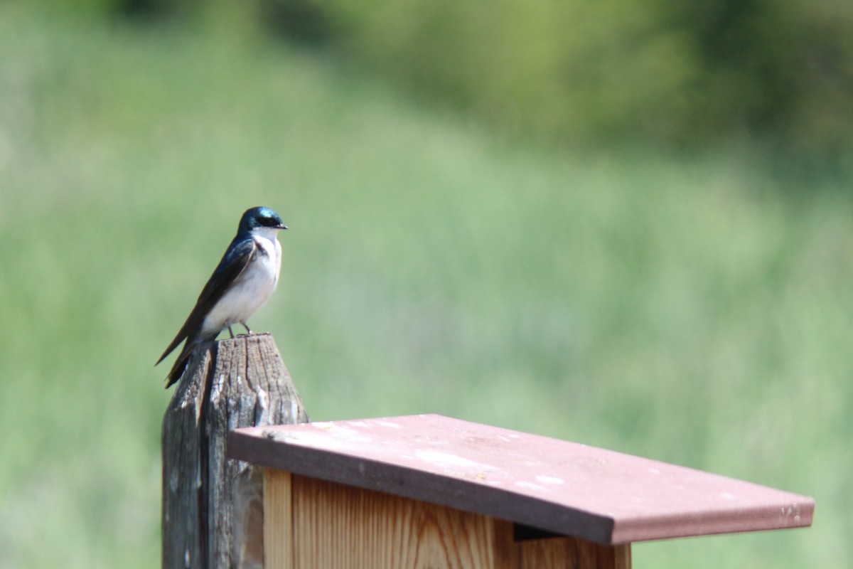 Golondrina Bicolor - ML620656696