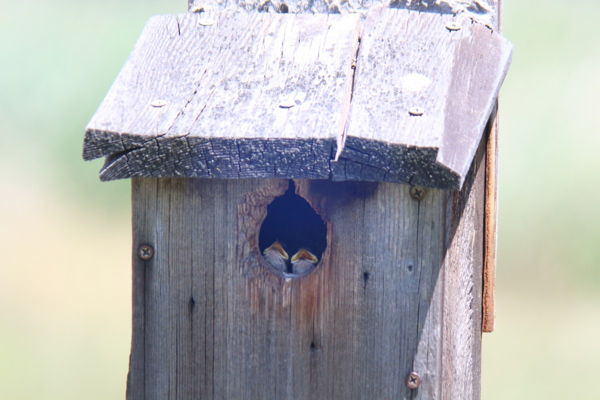 Tree Swallow - ML620656697