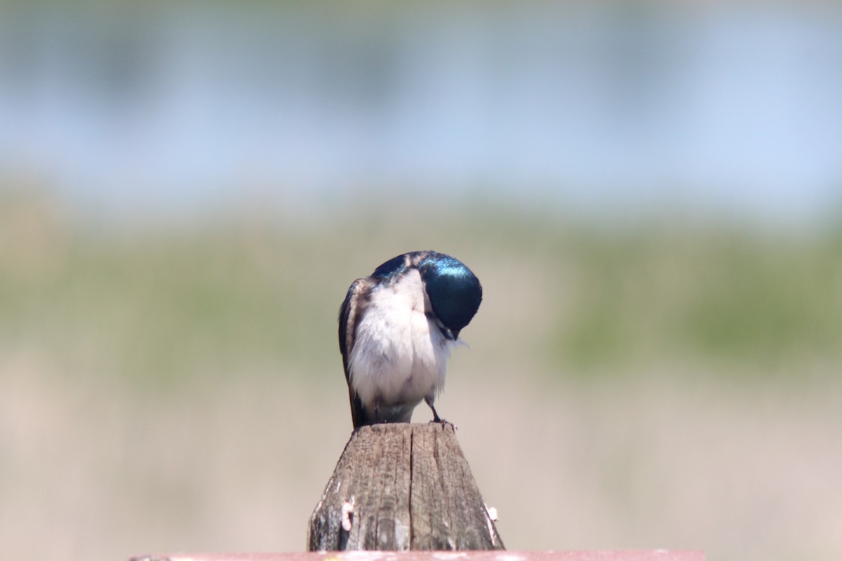 Tree Swallow - ML620656699